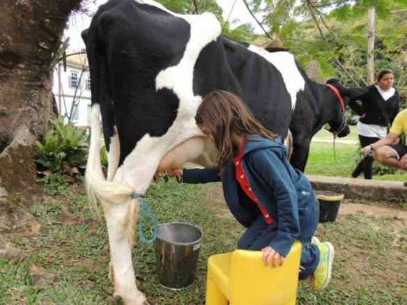 Prazeres redescobertos: tirar leite da vaca é um deles!