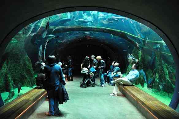 academy-of-sciences-aquarium