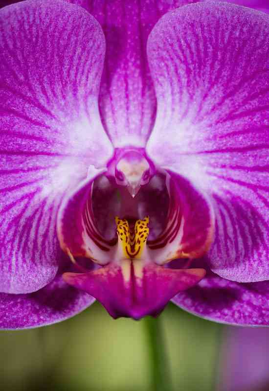 flowers-look-like-animals-people-monkeys-orchids-pareidolia-11