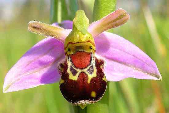 flowers-look-like-animals-people-monkeys-orchids-pareidolia-15