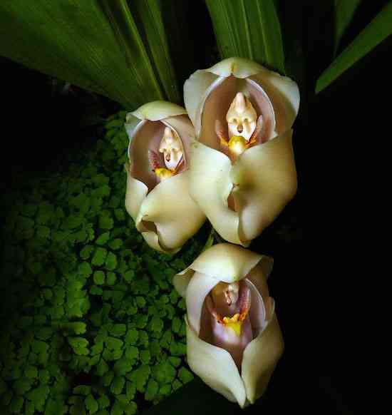 flowers-look-like-animals-people-monkeys-orchids-pareidolia-3