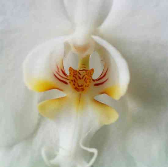 flowers-look-like-animals-people-monkeys-orchids-pareidolia-42
