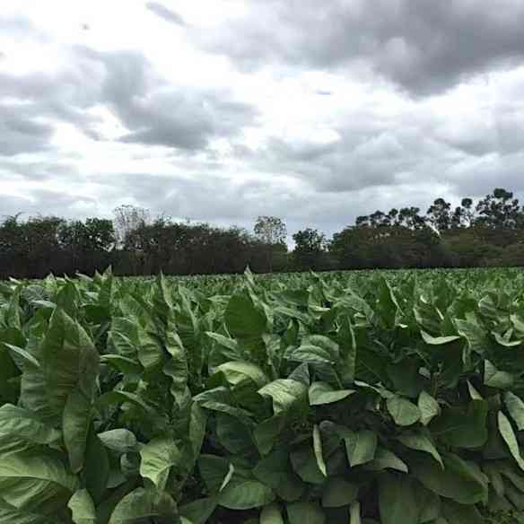 Se algum de vocês, como eu, nunca viu uma plantação de tabaco da melhor cepa do mundo, o de "Vuelta Abajo",  a Côte dÓr dos charutos, eis uma!