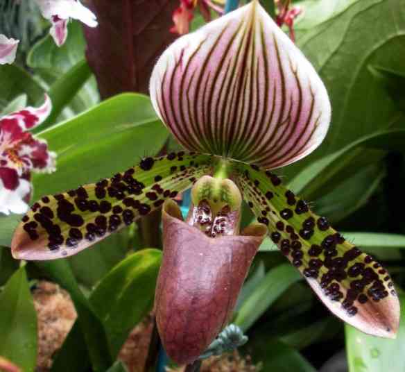 Exotic_orchid_by_fosspathei